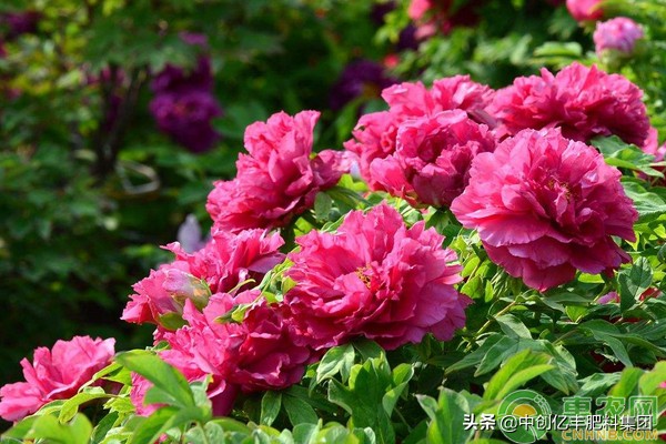 牡丹花怎么栽培,牡丹花怎么栽培视频教程