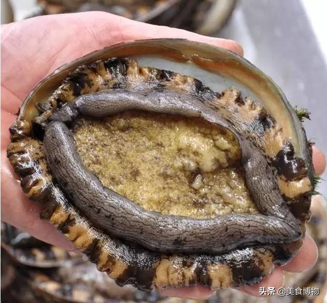 鲍鱼大全,带你认知全世界的鲍鱼(下)