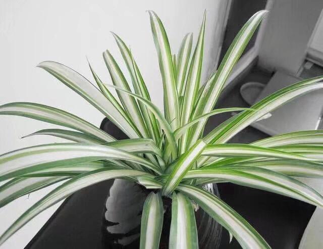 吊兰要怎么修剪才能养的茂盛,吊兰如何修剪叶子才能长得茂盛