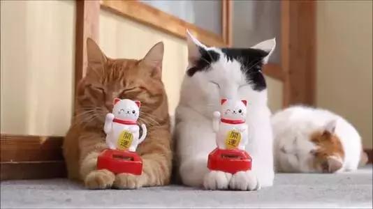 关于招财猫的网名,关于招财猫的知识