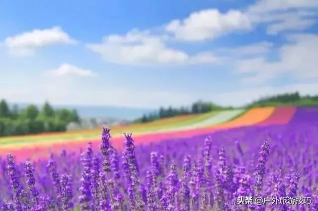 富良野一日游经典路线,日本北海道富良花海