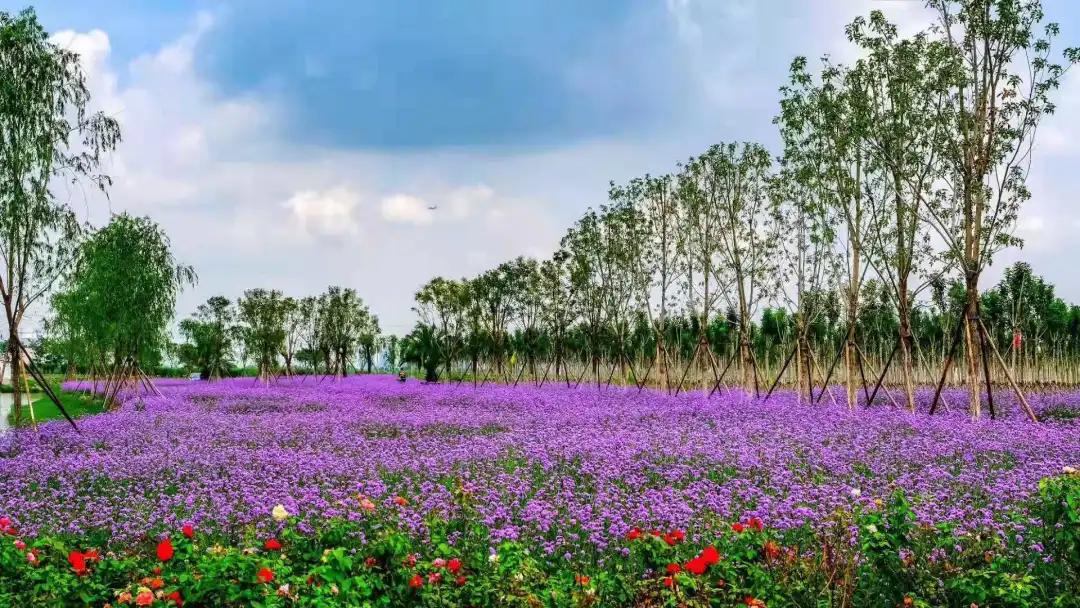 津南区打架,津南区打架视频