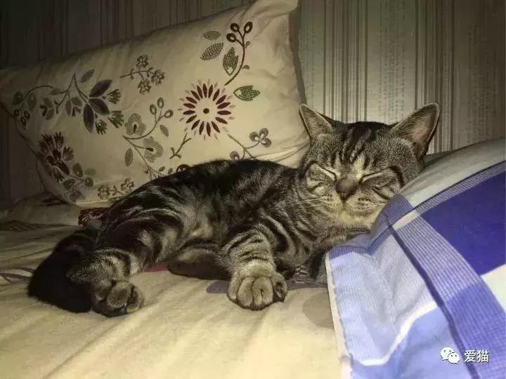 猫是否知道自己是猫,猫知自己是猫么