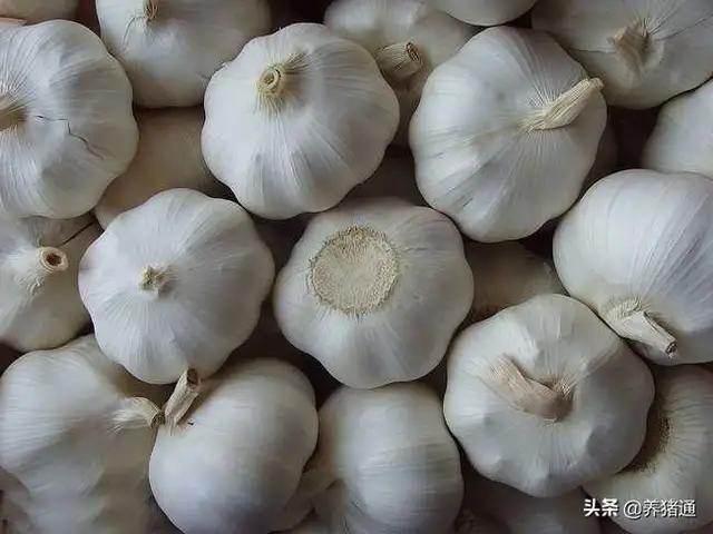 普通大蒜可以在猪场预防非洲猪瘟是真的吗?