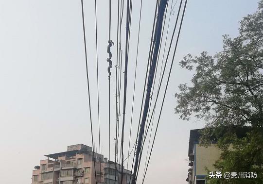 贵州头上有角的蛇,贵州头部是三角形的蛇