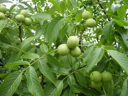 核桃果实黑斑病用什么药治,核桃挂果果身出现黑斑点怎么办