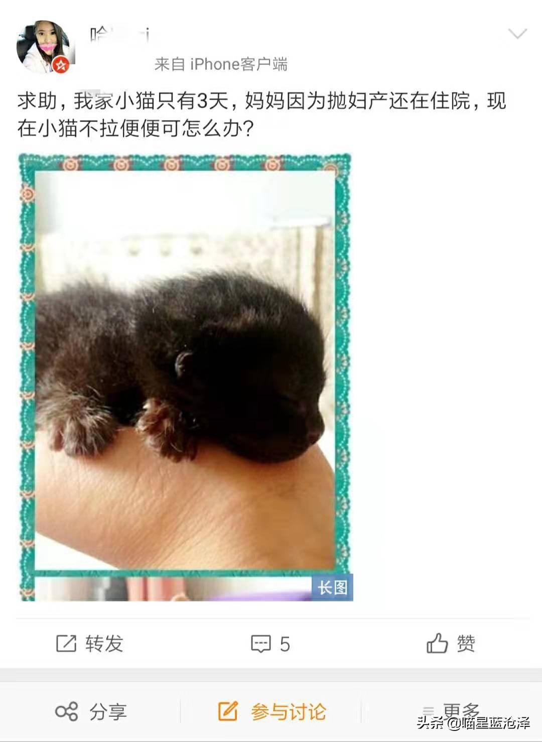 猫咪拉便便总弄到毛上怎么办,猫咪为什么突然到处乱拉便便