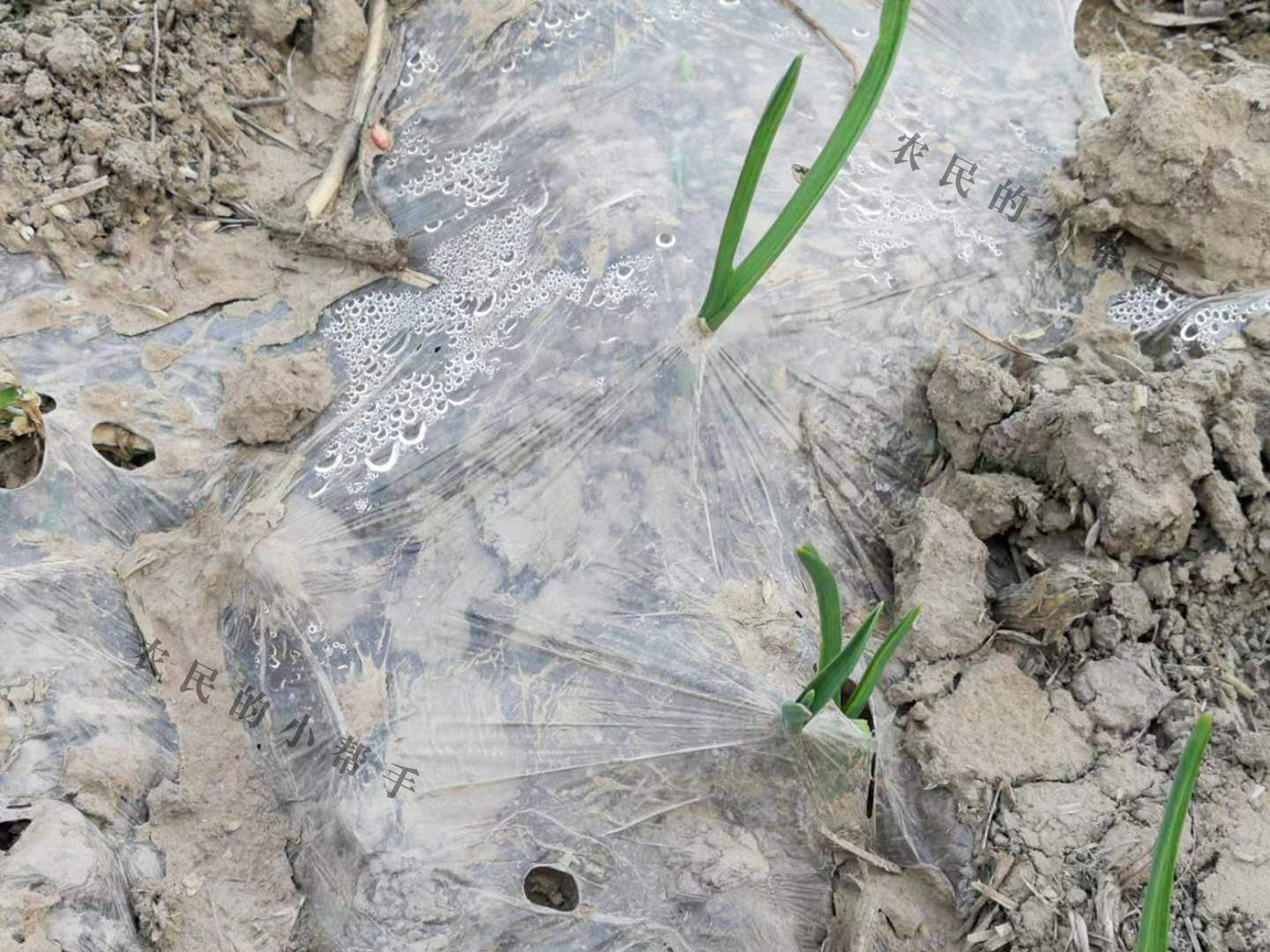 大蒜小苗长得细怎么回事,大蒜幼苗弱苗现在怎样管理