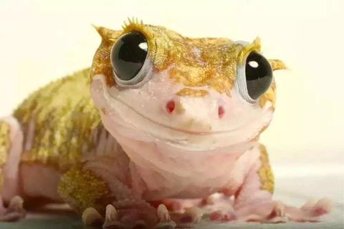 壁虎断尾后为什么尾巴还在乱动,壁虎的断尾逃生能力是怎么来的