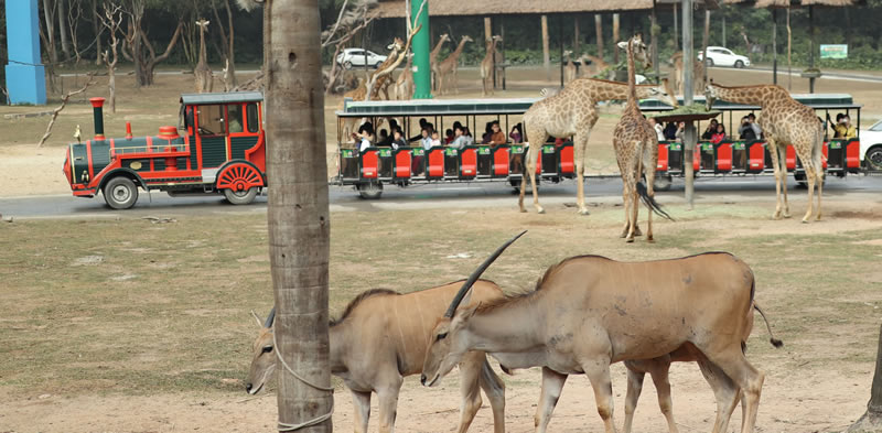 广州一日游长隆野生动物园日记,广州长隆野生动物世界参观指南