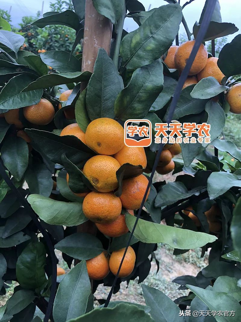 金秋砂糖桔的缺点,今年的金秋砂糖橘