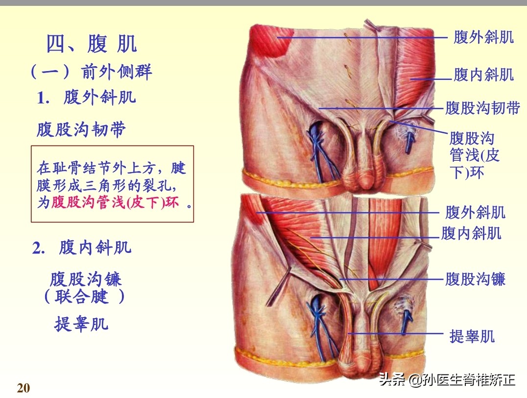 系统解剖学骨学ppt课件,解剖学基本知识ppt课件