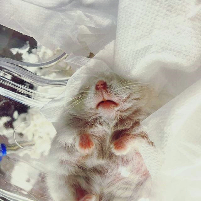 仓鼠得了肿瘤越来越瘦,怎么避免仓鼠得肿瘤的