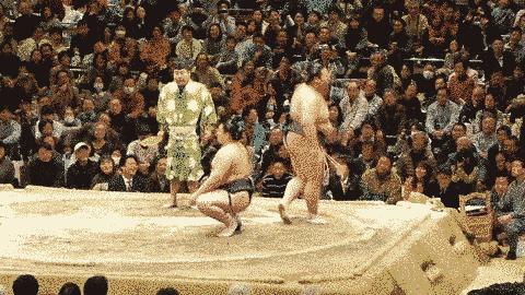 为什么日本人喜欢看两个胖胖“打架”？