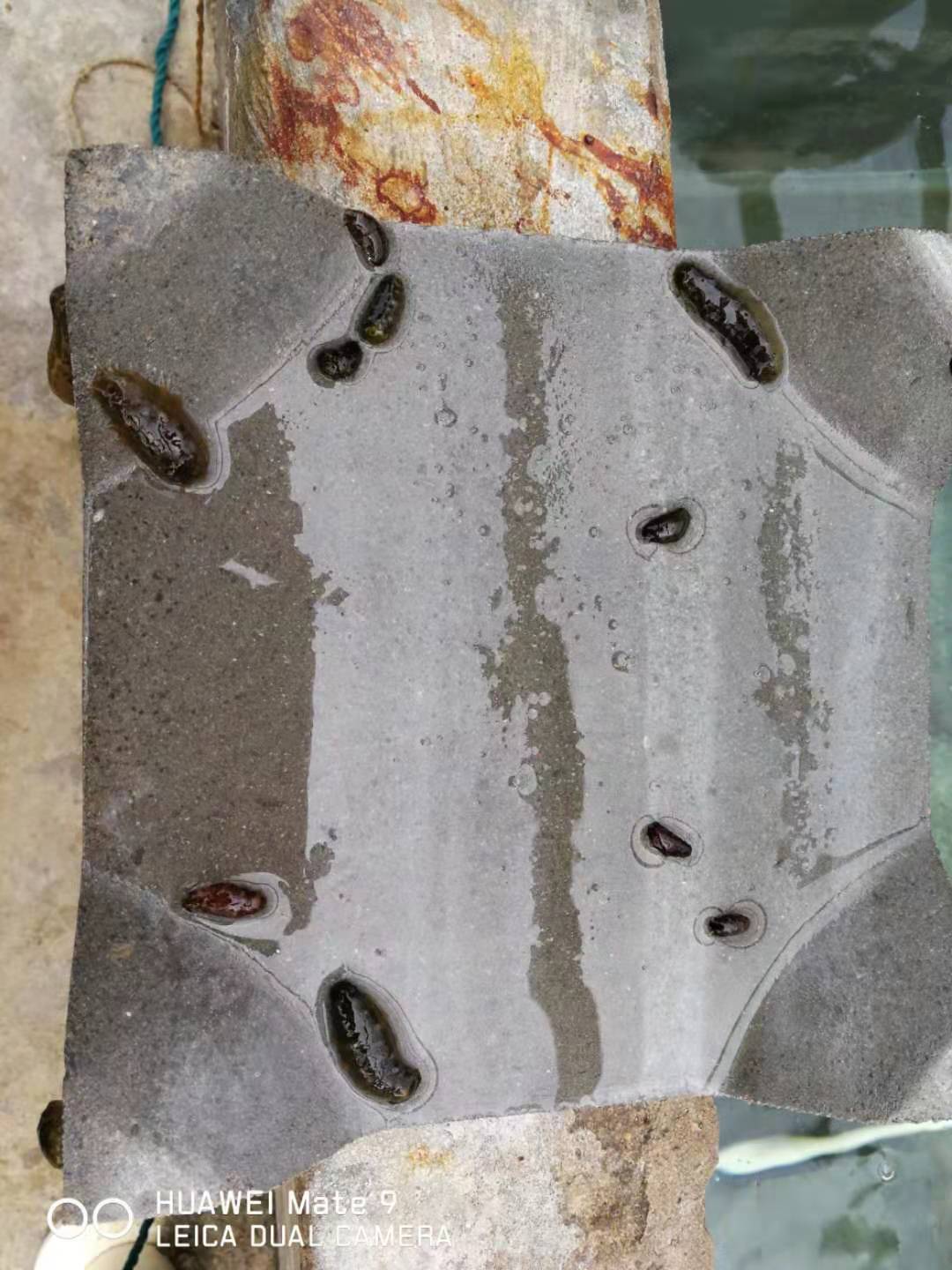 辽参新突破:从大连到福州的“北苗南养”工程由这个单位领衔实施