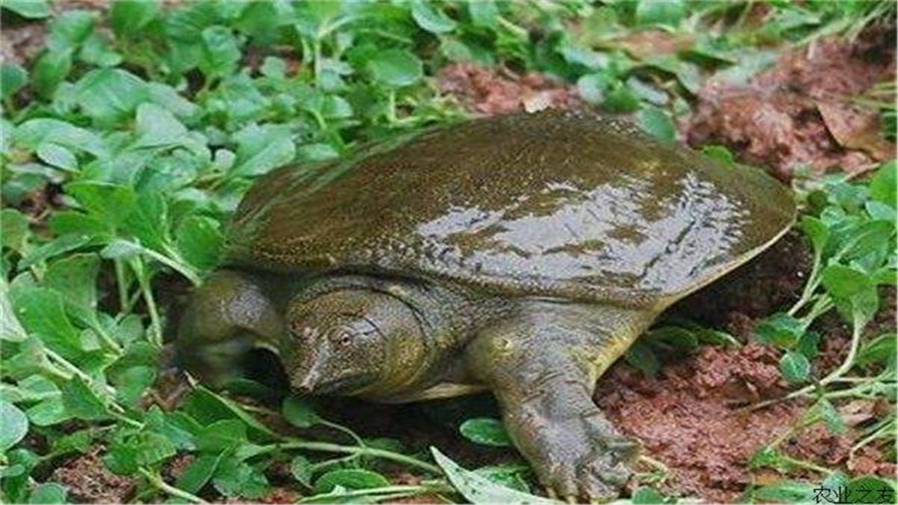 甲鱼养殖池的建造方法视频,甲鱼养殖池建造程序