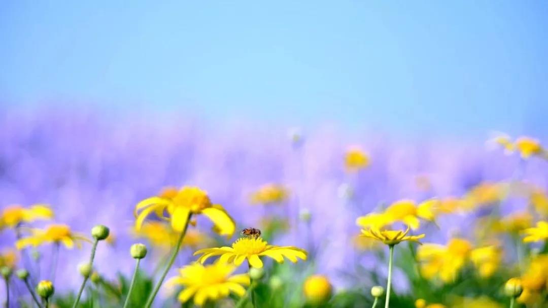 春天为何容易莫名发火？喝花茶，揉太冲，泻泻肝火