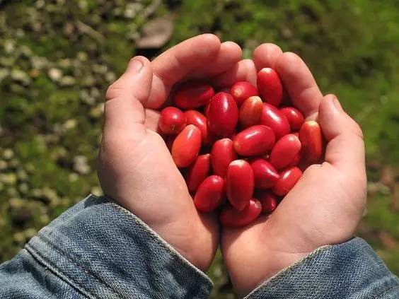 有几种特殊的水果你见过几个,这些精品水果你吃过几种