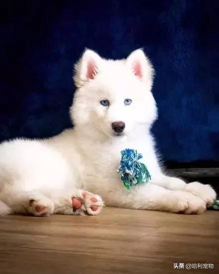 哈士奇和萨摩耶生的孩子长什么样,哈士奇和萨摩的孩子能长到多少斤