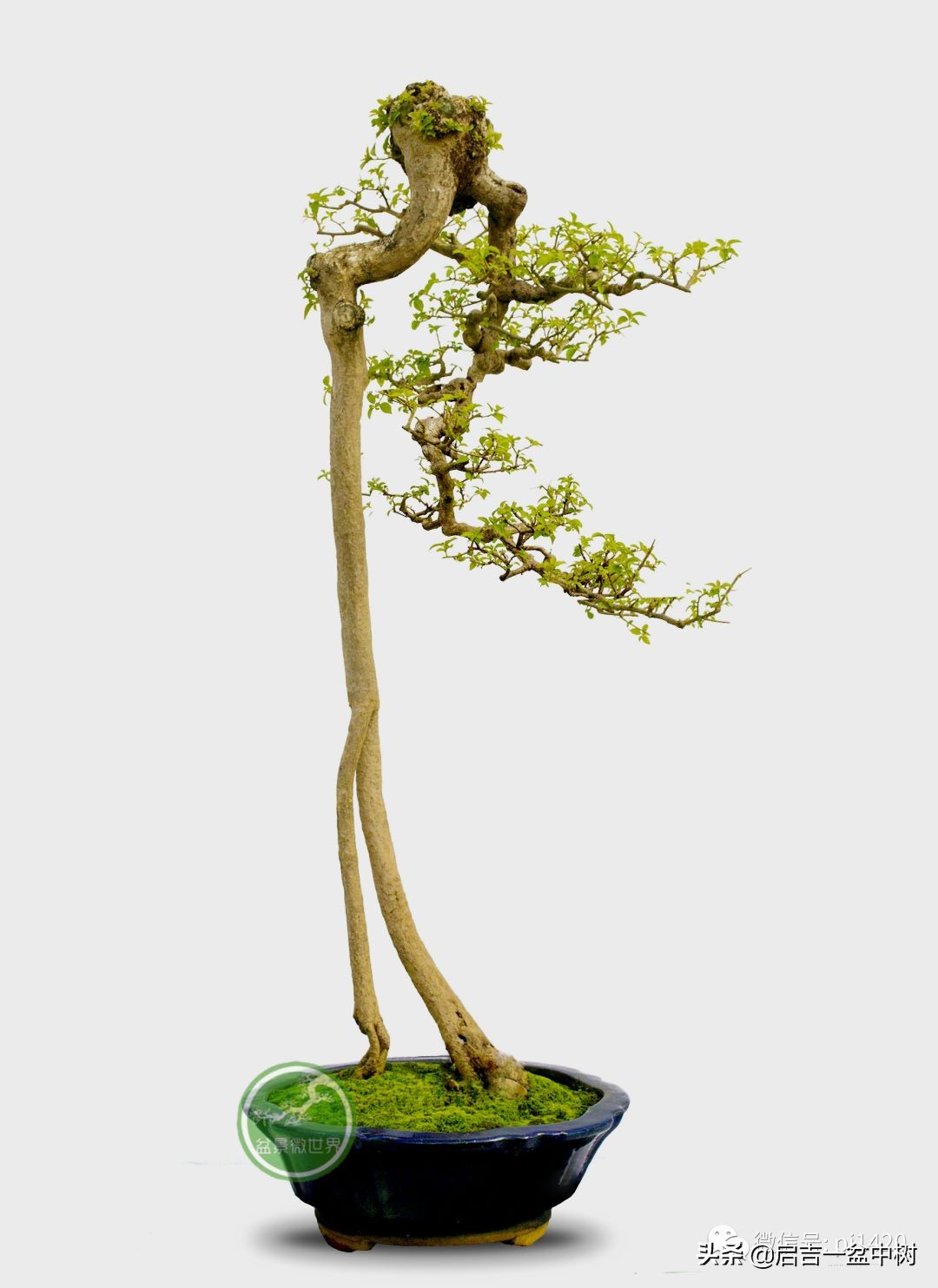 盆景跌价,盆景跌枝怎么解决