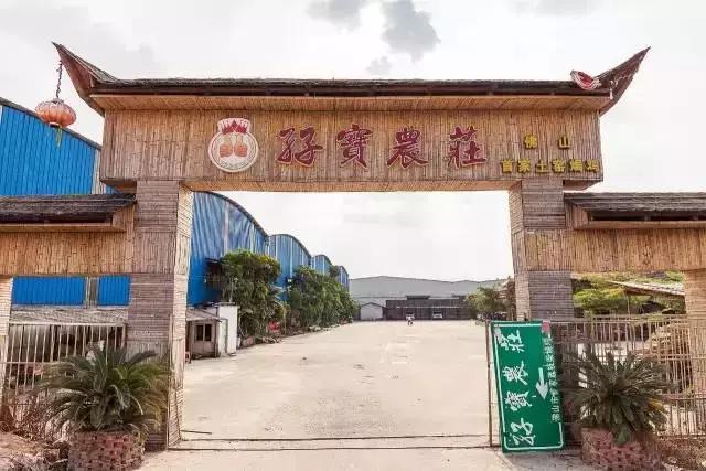 无限量任点！4.8元/只鲍鱼，金雕38元/条！平洲有家超抵食农庄