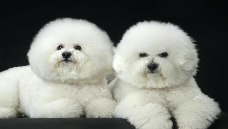 领养狗狗可以挑选品种和年龄么,领养狗狗要领养什么样子的好