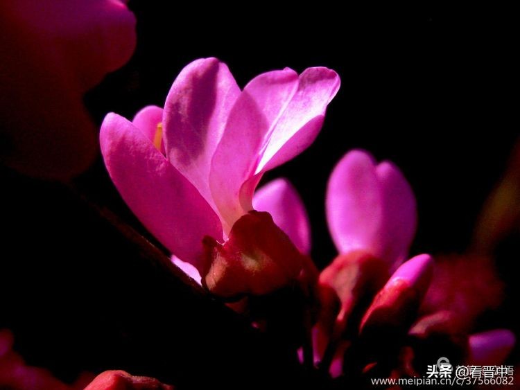 山西农大美丽的校园,山西农大校园风光