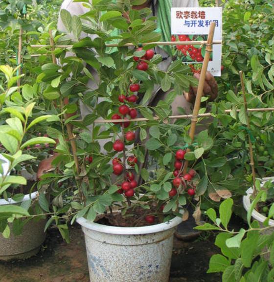 价值被低估的水果“李子祖先”,含钙量堪比牛奶,村民却拿它喂猪