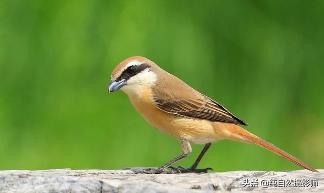 红尾伯劳百科,红尾伯劳和棕背伯劳哪个叫声好听