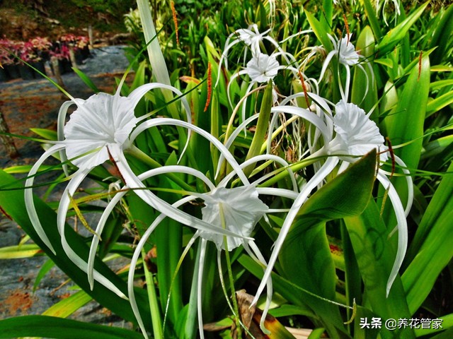 庭院种牡丹玉兰桂花海棠,庭院种文竹薄荷
