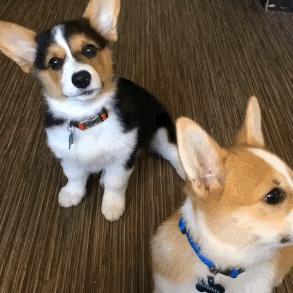 女生养公柯基还是母柯基,女生养柯基还是泰迪