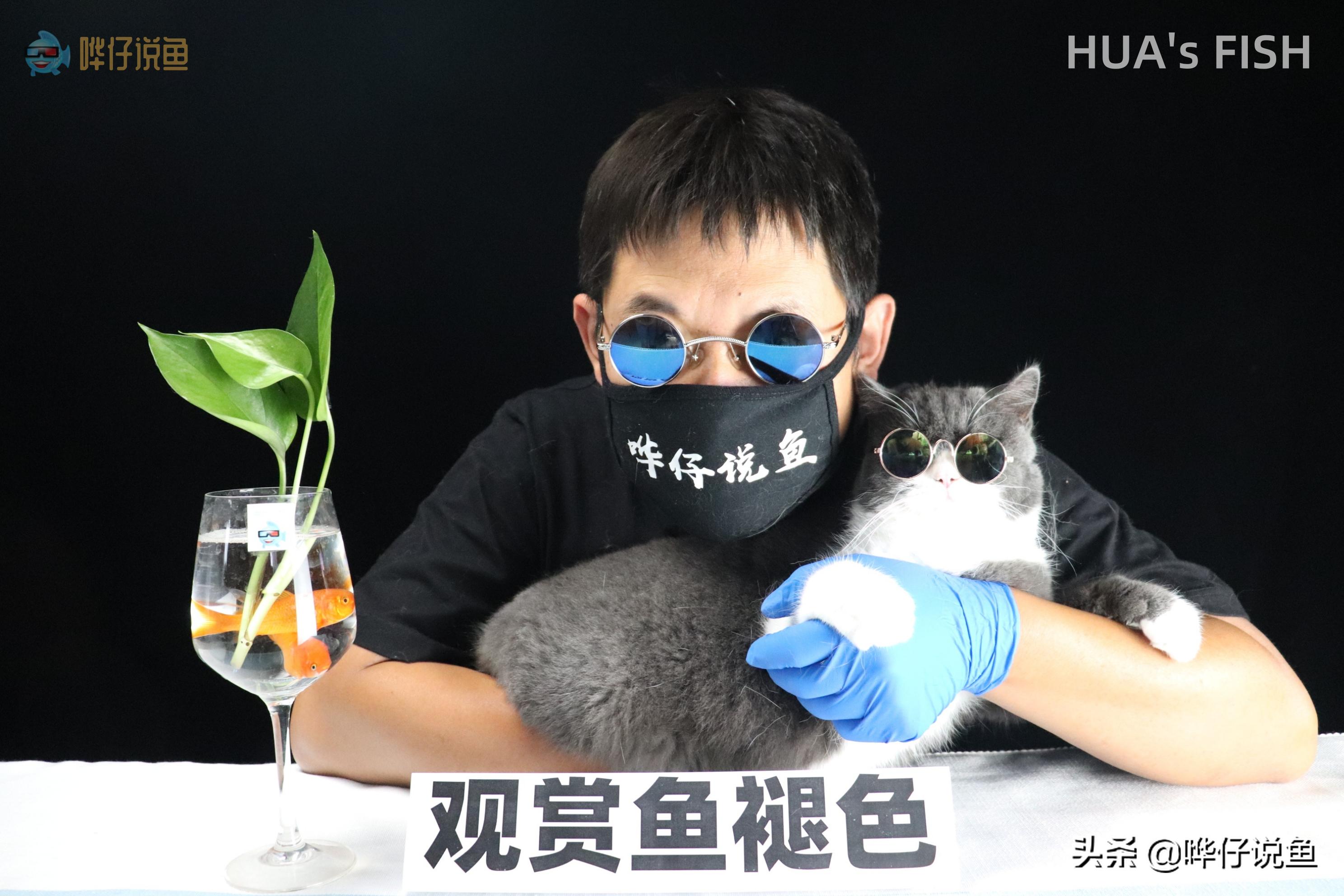 观赏鱼颜色掉色,观赏鱼褪色了怎么处理