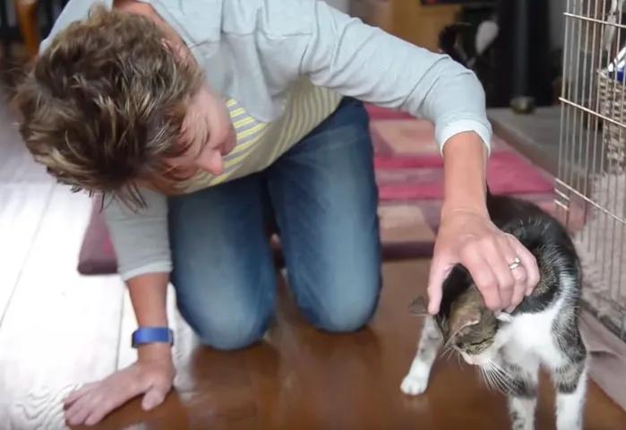 猫咪走失一个月又回来了,猫咪失踪15年后终于找到了吗