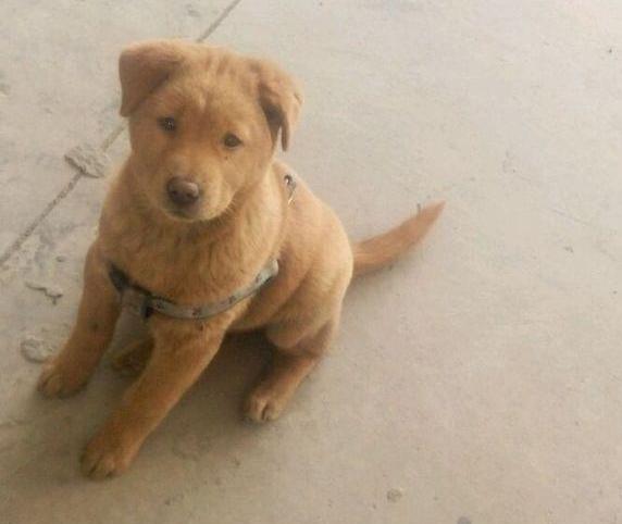 真假金毛的辨别方法,怎么快速的分清真假金毛