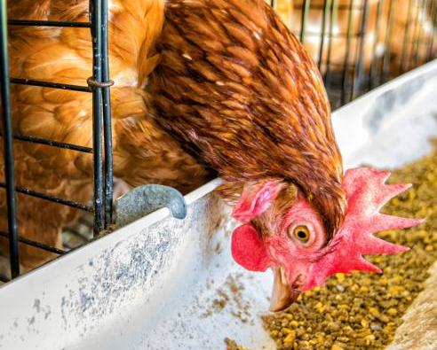 如何低成本消灭空气中霉菌病毒,别让霉菌毒素偷走你的养殖利润