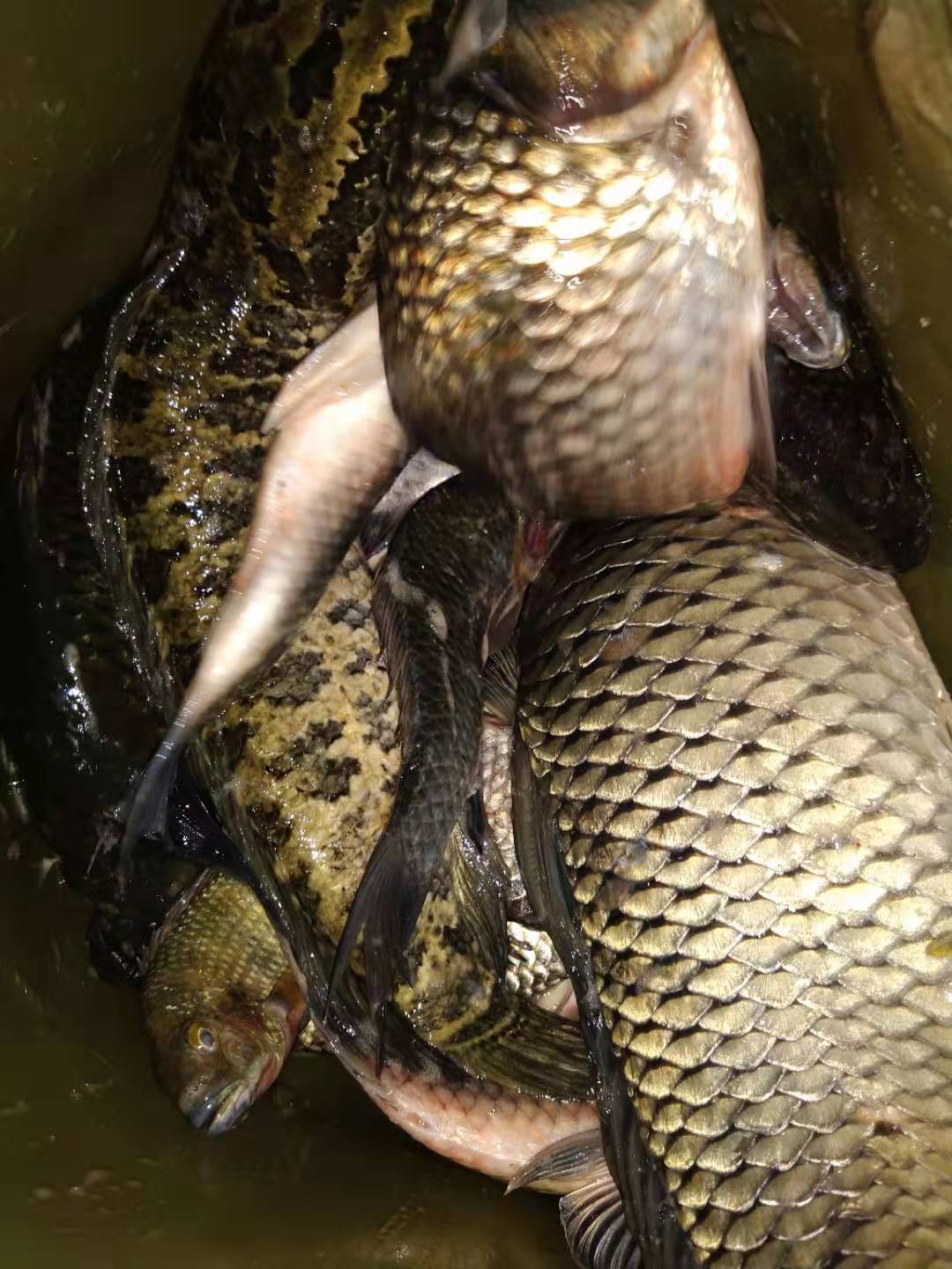 对付虾闹窝的绝招,防止虾闹窝