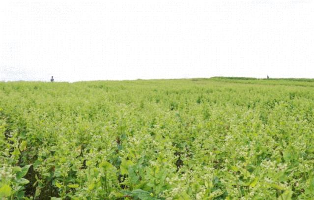 贵州毕节威宁的苦荞面,荞面有机杂粮面