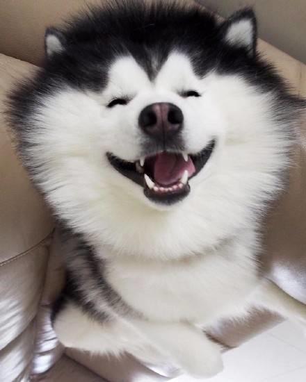 比柯基短腿好看的狗,和柯基杂交的狗狗都是小短腿吗