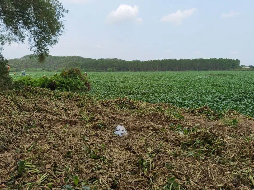对水浮莲开战阳春清漂任务84万平方米,每天至少清漂8万平方米