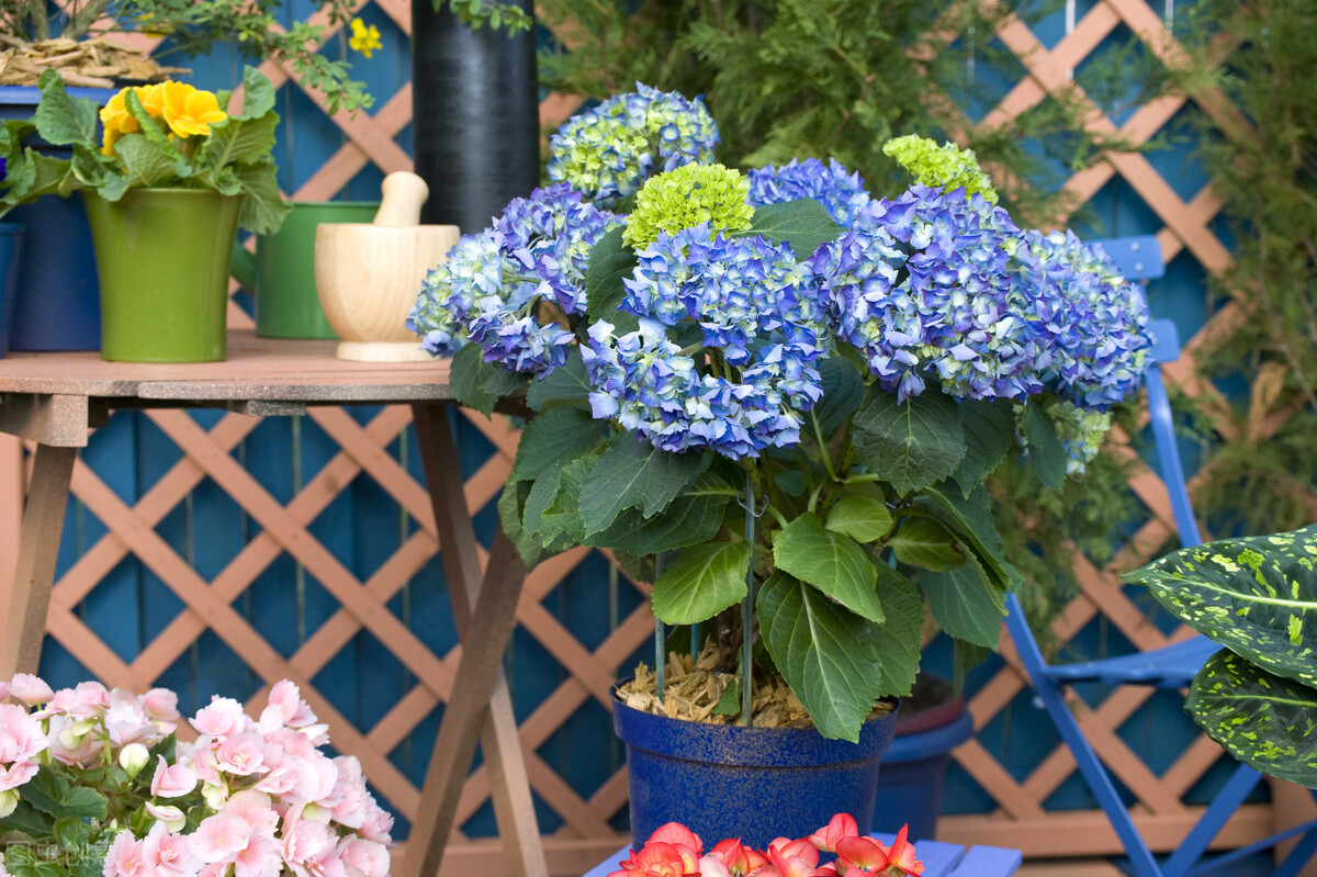 都说它们是“花园三宝”,我却觉得是“花园三坑”,你觉得呢