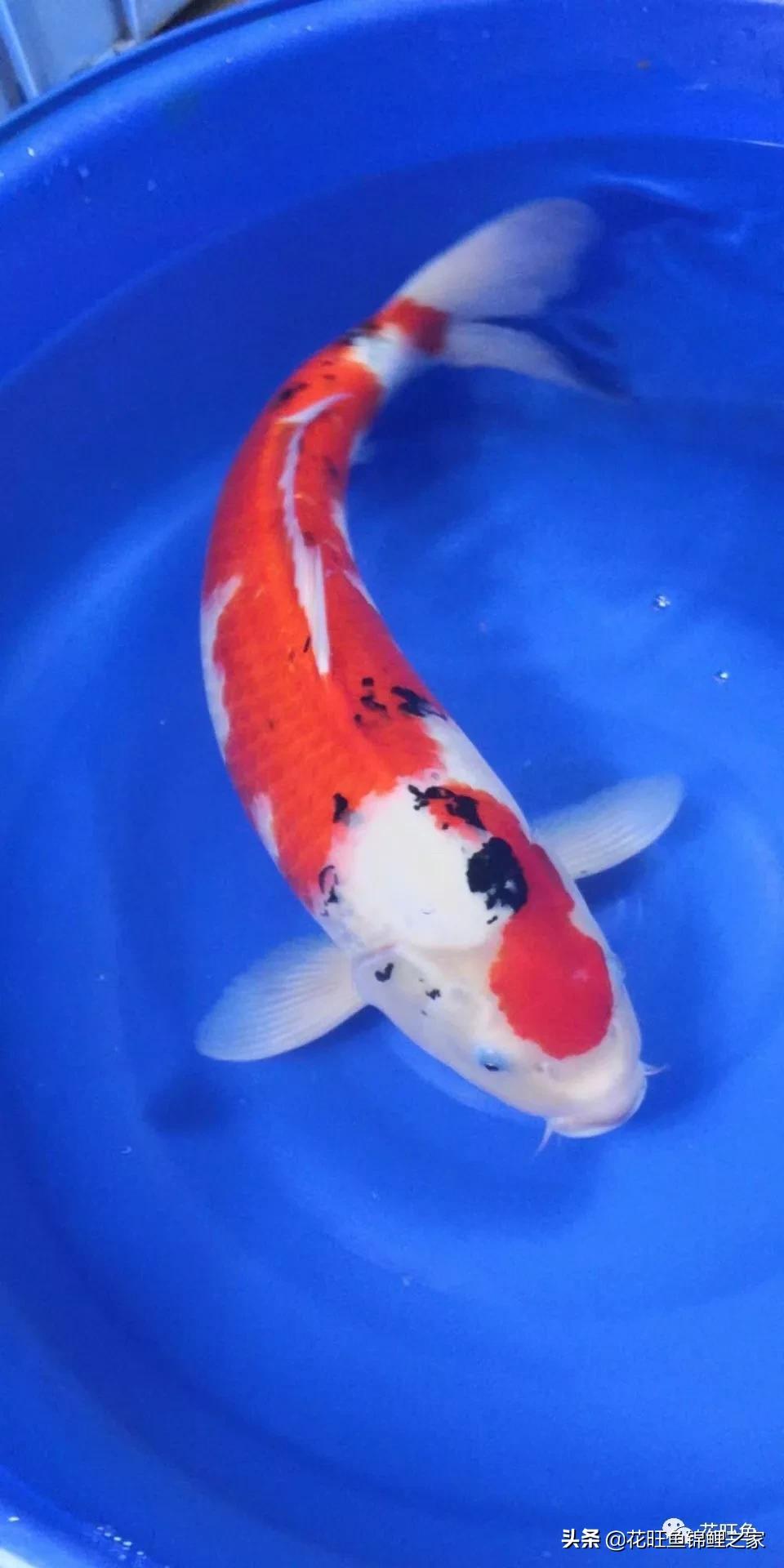 日本锦鲤吃什么长得快又好养,想养锦鲤养水需要加什么