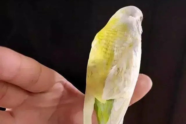 虎皮鹦鹉一共几种颜色,虎皮鹦鹉哪个品种最聪明