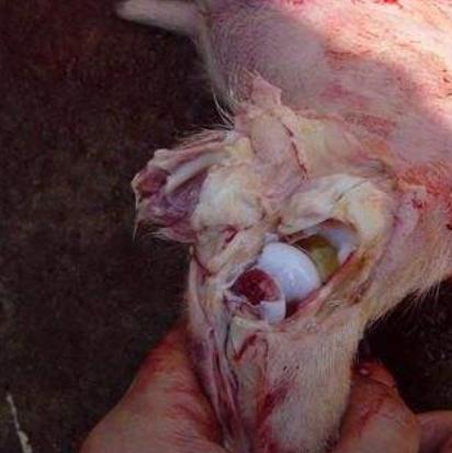 仔猪副猪病症状有哪些,哺乳仔猪副猪嗜血杆菌怎么治