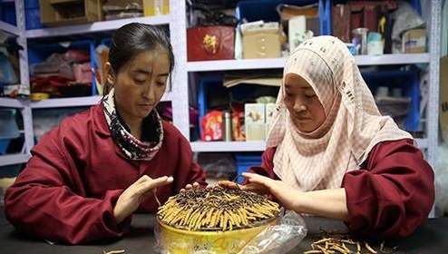 冬虫草采挖过程,采挖冬虫夏草需要办证吗