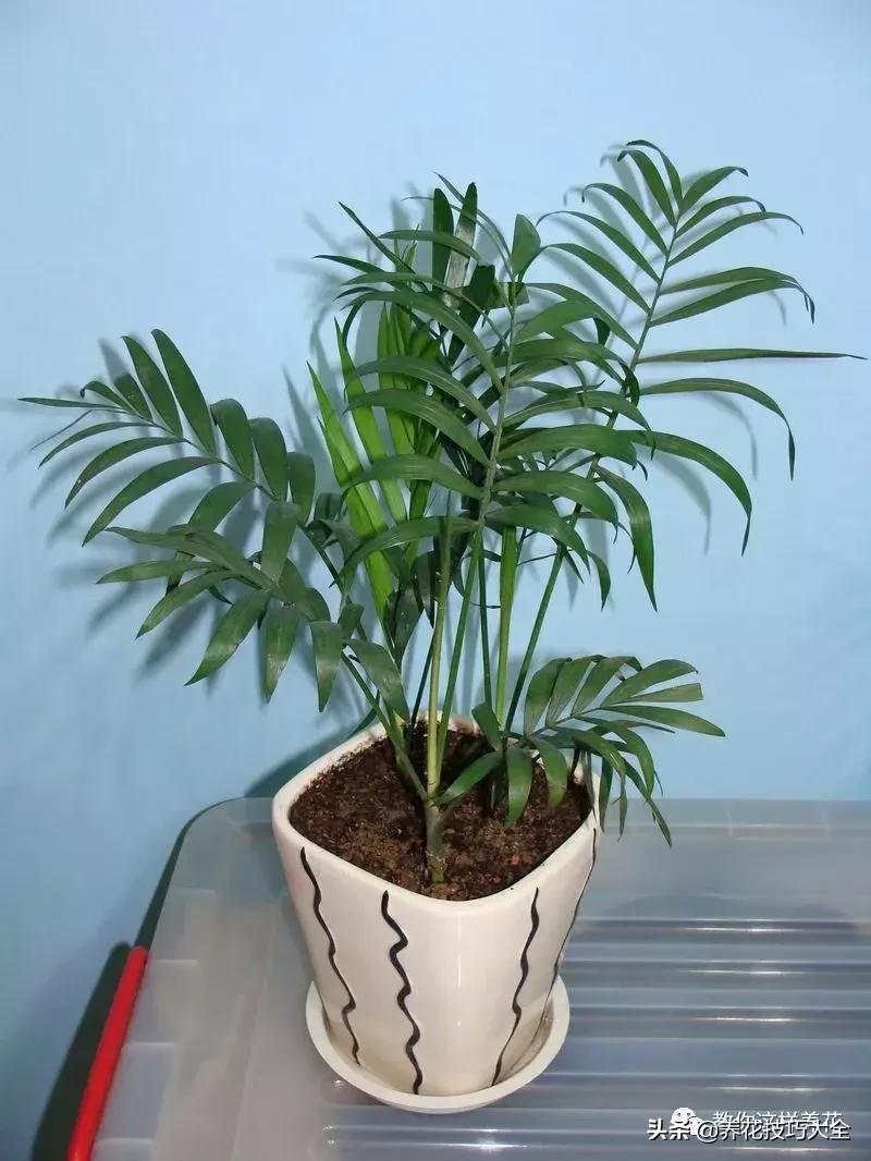 4种耐阴花好看好养活室内也能开,和绿萝长得很像耐阴的植物