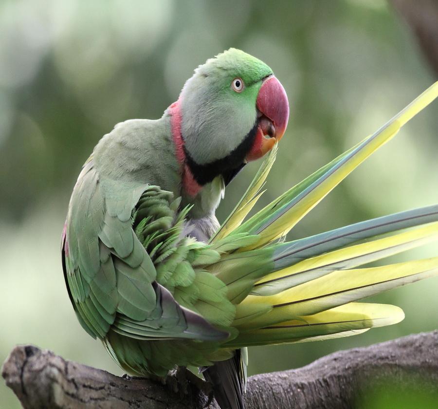 怎么给亚历山大鹦鹉办证,养殖亚历山大鹦鹉犯法吗