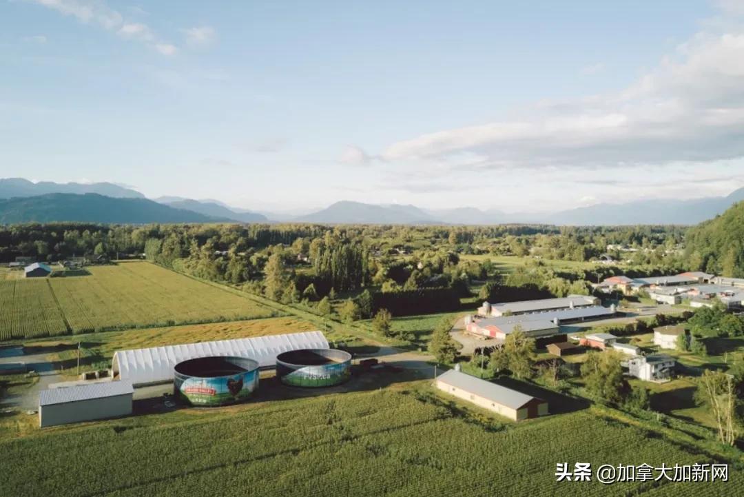 温哥华华人最爱肉厂爆疫情老板说已经卖出去的肉不召回