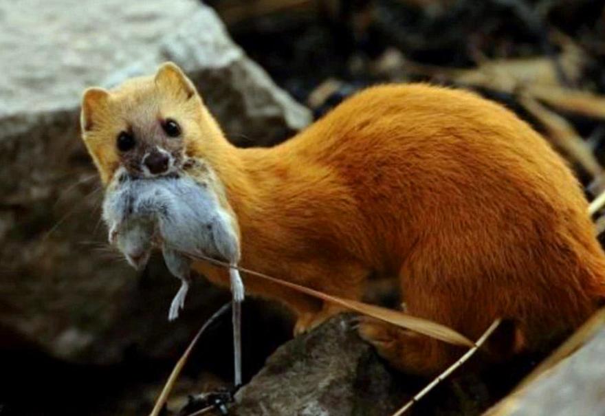 为什么凶悍的黄鼠狼看到鹅却害怕,猖狂的黄鼠狼