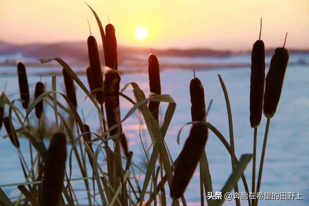 水烛香蒲农村叫什么,水烛香蒲别名