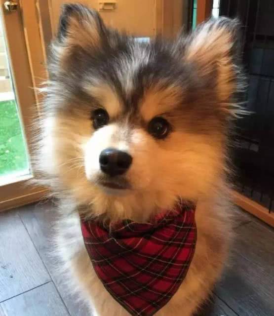 博美被二哈生下高颜值小狗,二哈和博美的孩子